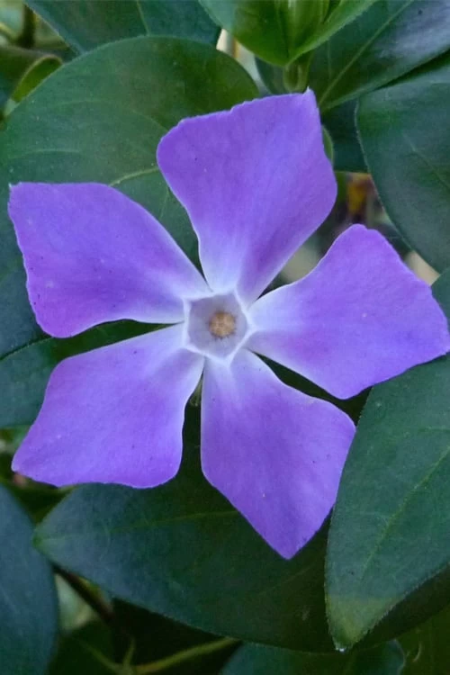 Bigleaf Periwinkle (Vinca Major) - 6 Pack Of Pint Pots 3 Bigleaf Periwinkle (Vinca Major) - 6 Pack Of Pint Pots