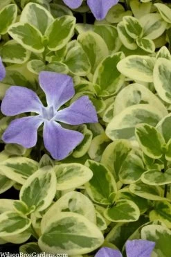 Expoflora Variegated Bigleaf Periwinkle (Vinca Major) - 6 Pack Of Pint Pots