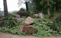 Expoflora Variegated Bigleaf Periwinkle (Vinca Major) - 6 Pack Of Pint Pots -Garden & Outdoor Sale Shop vinca major variegata big leaf periwinkle 12