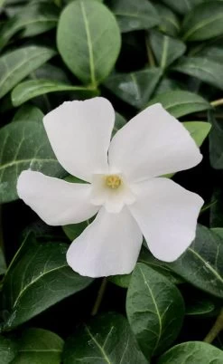 White Evergreen Periwinkle (Vinca Minor 'Alba') - 5 Pack Of Pint Pots -Garden & Outdoor Sale Shop vinca minor alba white evergreen periwinkle 1