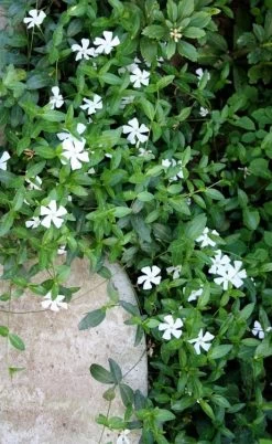 White Evergreen Periwinkle (Vinca Minor 'Alba') - 5 Pack Of Pint Pots -Garden & Outdoor Sale Shop vinca minor alba white evergreen periwinkle 2