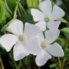 White Evergreen Periwinkle (Vinca Minor 'Alba') - 5 Pack Of Pint Pots