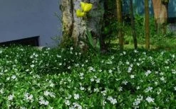 White Evergreen Periwinkle (Vinca Minor 'Alba') - 5 Pack Of Pint Pots -Garden & Outdoor Sale Shop vinca minor alba white evergreen periwinkle 6