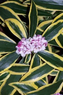 Marianni Variegated Pink Winter Daphne - 2 Gallon Pot -Garden & Outdoor Sale Shop winter daphne marianni 3