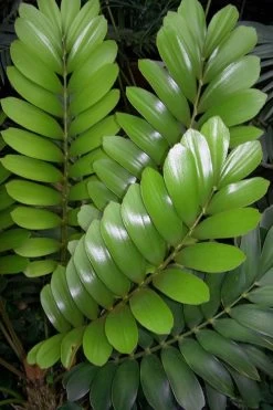 Coontie Palm (Zamia Pumila) - 7 Gallon Pot -Garden & Outdoor Sale Shop zamia pumila florida coontie 3