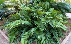 Coontie Palm (Zamia Pumila) - 7 Gallon Pot -Garden & Outdoor Sale Shop zamia pumila florida coontie 5